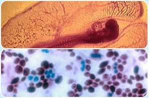 LÂMINAS PERMANENTES